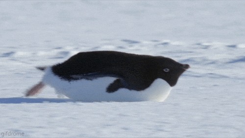 проект попал под фильтр Penguin от Google